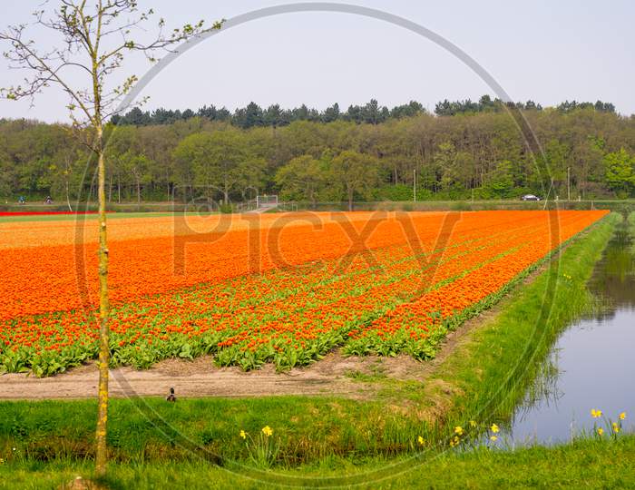 Netherlands,Lisse, A River Running Through A Field Of Grass