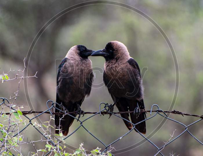 House Crow making love