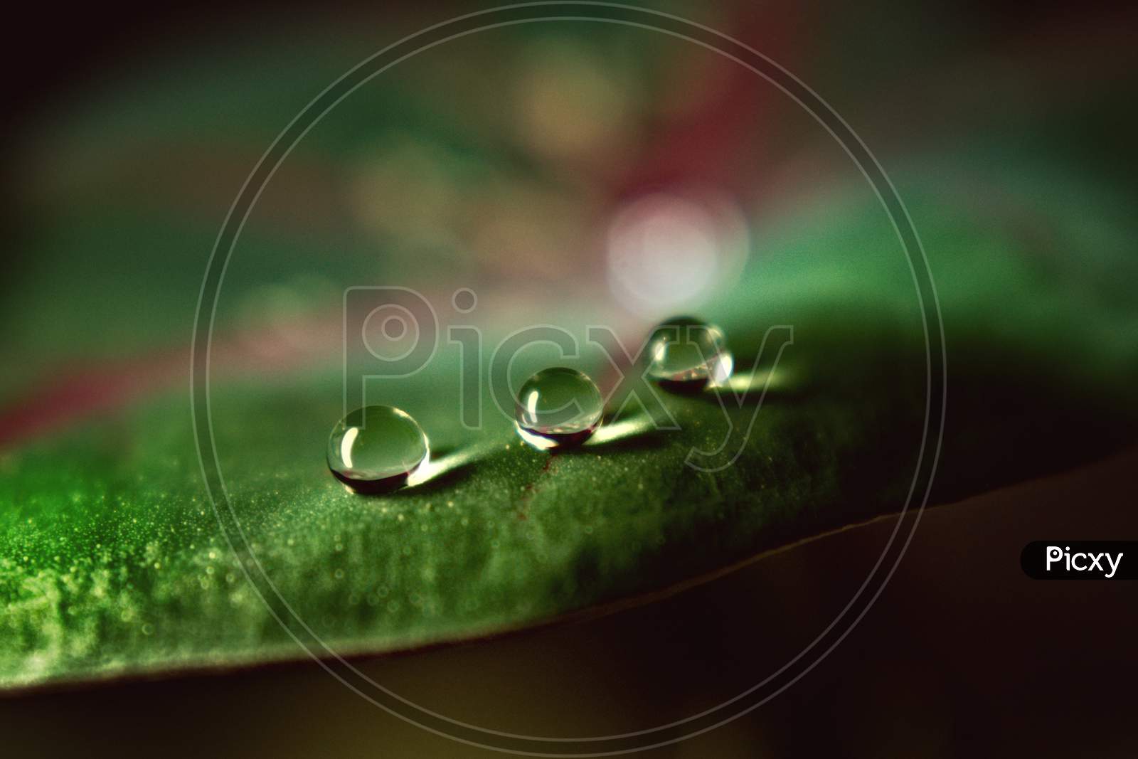 Macro photography of water droplets on leaf