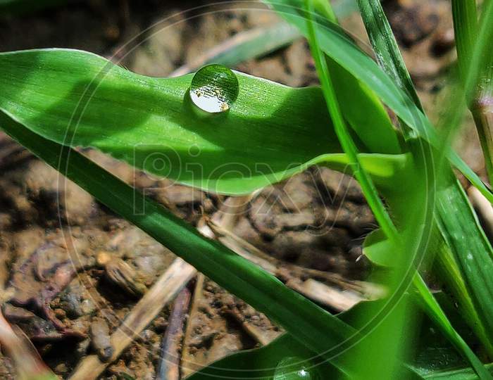 water drop on a grass leaf