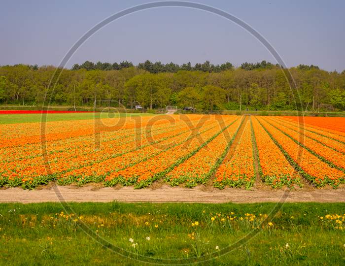 Netherlands,Lisse, Hokkaido, A Yellow Flower In The Middle Of A Field With Hokkaido In The Background