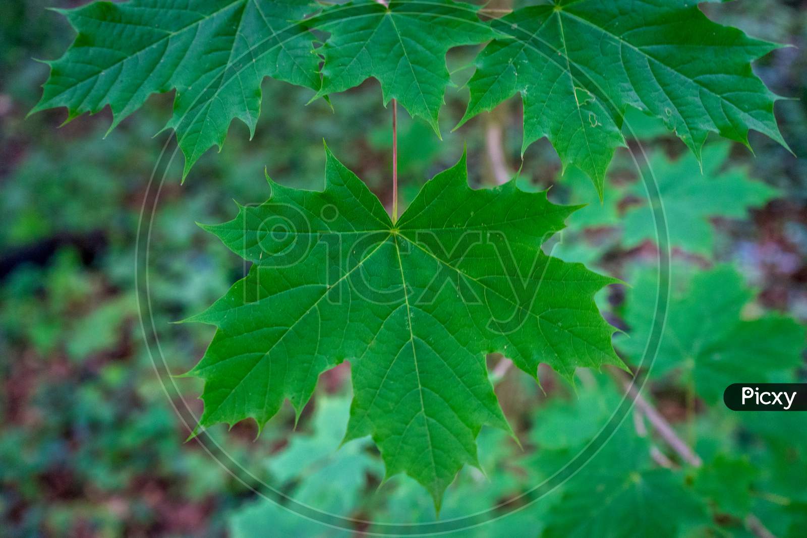Maple Leaf In Haagse Bos, Forest In The Hague