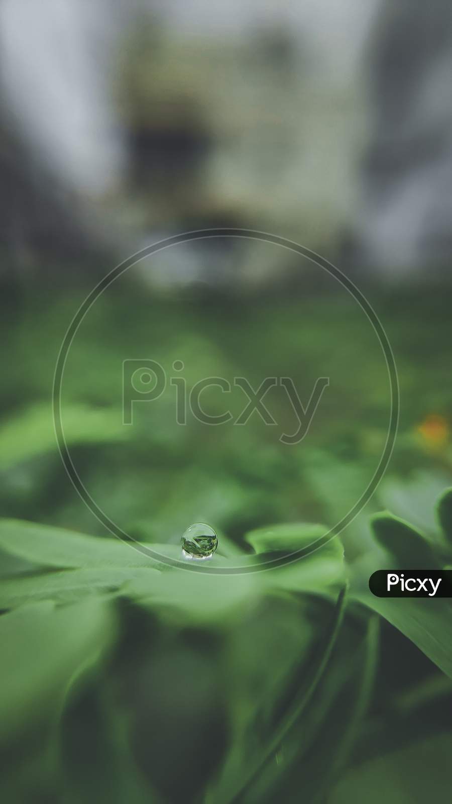 Water Drop on Leaf, Macro photo