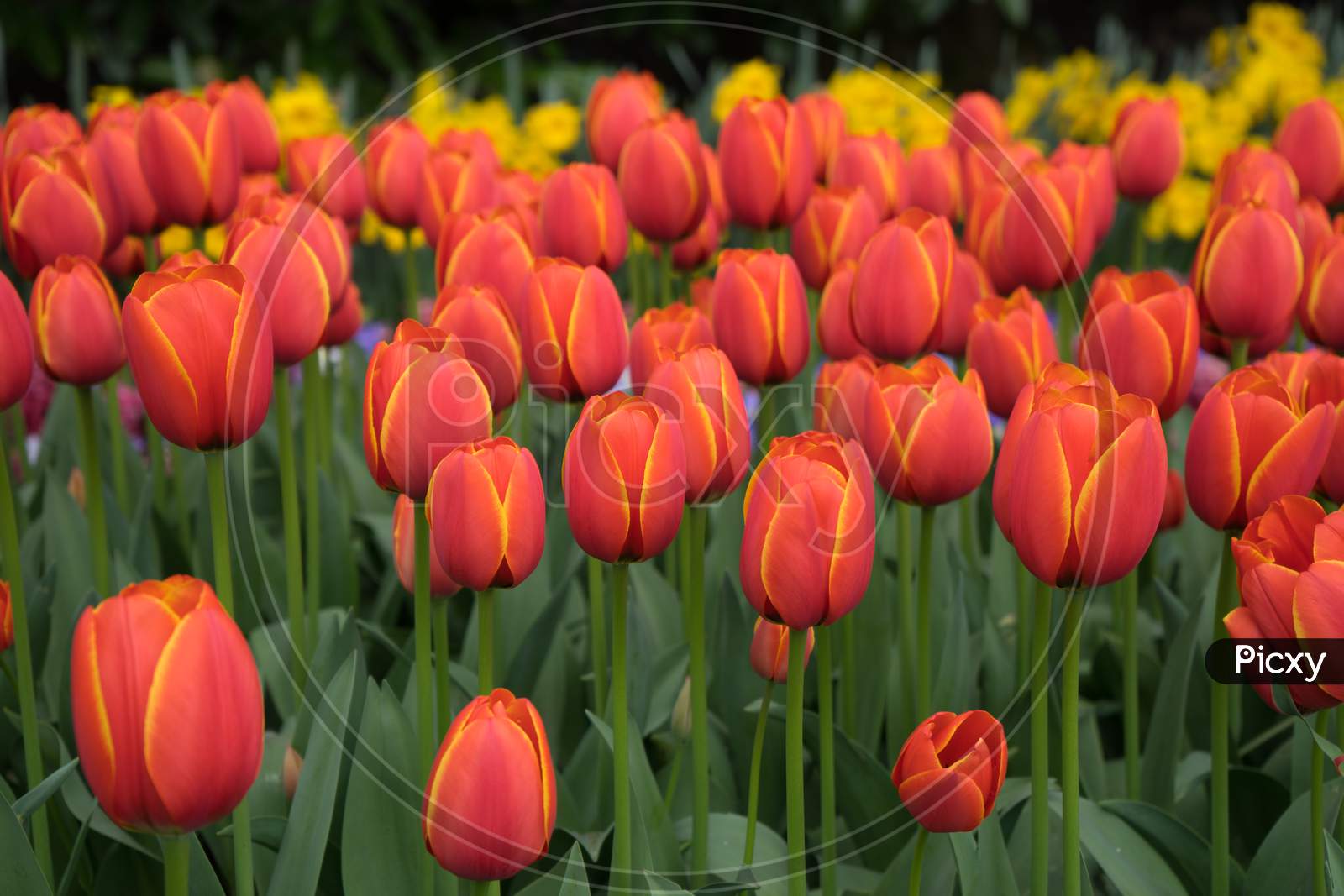 Fresh Bright Red Tulips With A Tinge Of Yellow  In Lisse, Keukenhoff,  Netherlands, Europe