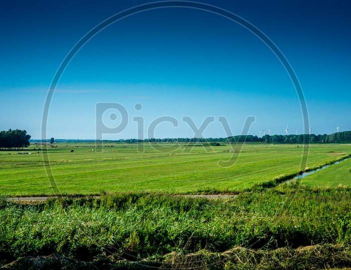 Netherlands, South Holland, A Close Up Of A Lush Green Field
