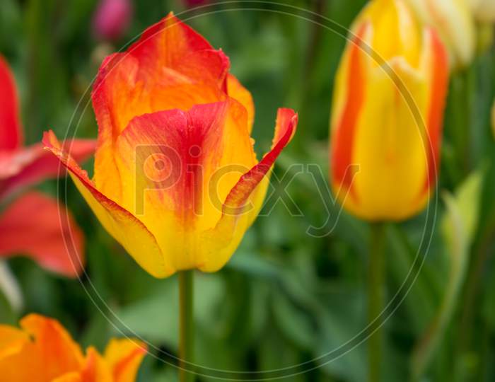 Colourful Yellow Tulip Flowers With Beautiful Background On A Bright Summer Day,Yellow Tulip