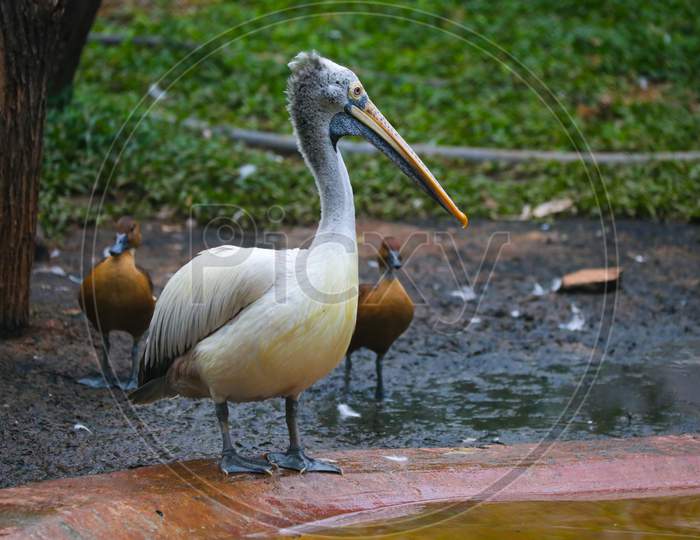 Pelicans bird near water