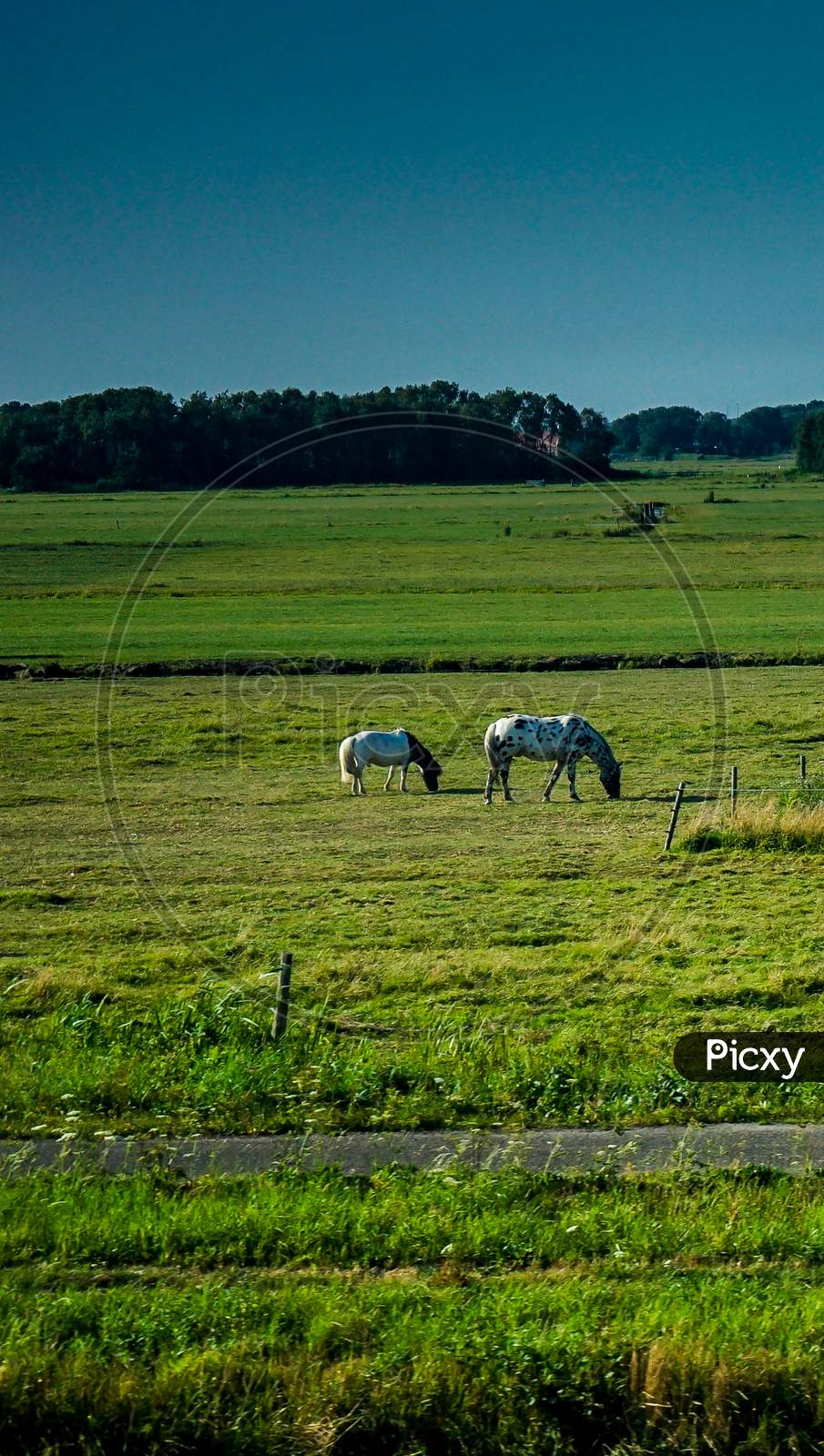 Netherlands, South Holland, Horse And Mule Grazing In The Field