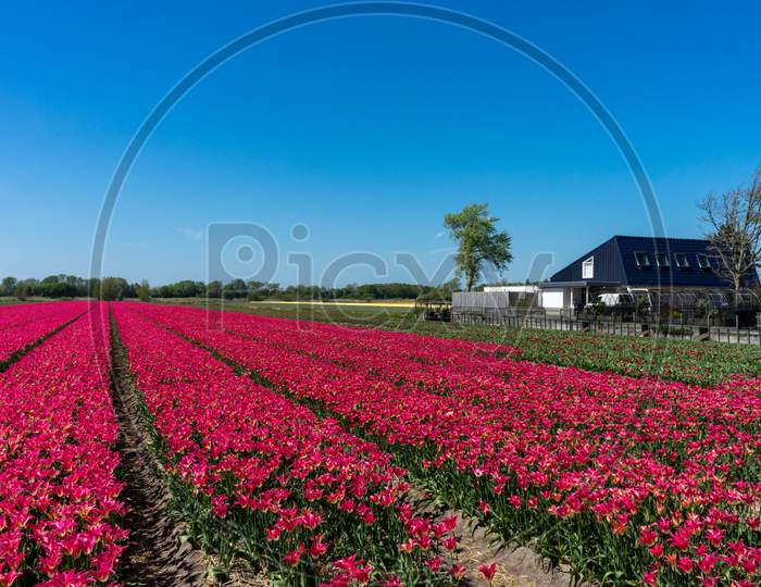 Lisse, Netherlands - 5 May 2018: A Red Tulip Field In Holland
