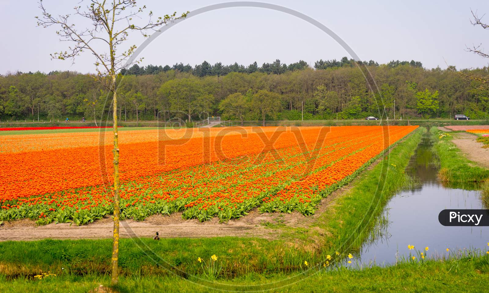 Netherlands,Lisse, A River Running Through A Field Of Grass