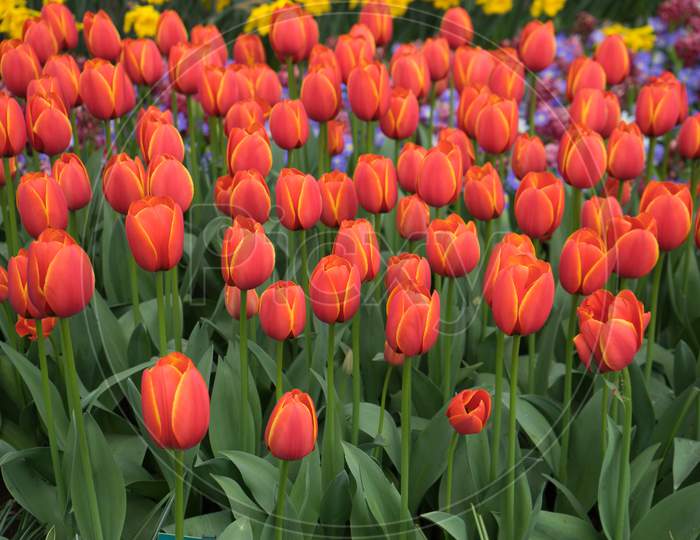 Bright Red Tulips With A Tinge Of Yellow In Lisse,Keukenhoff, Netherlands, Europe