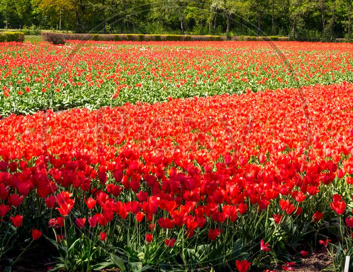 Netherlands,Lisse, Keukenhof, A Red Flower In A Field With Keukenhof In The Background