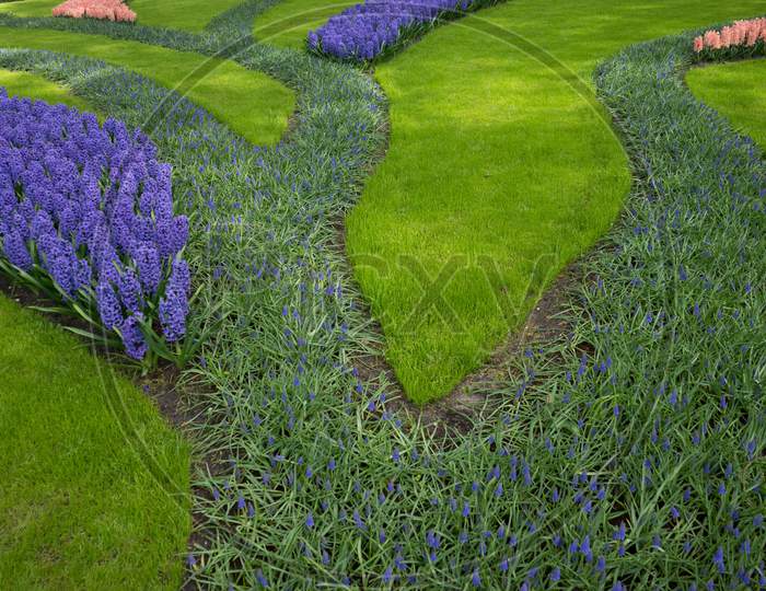 Row Of Colored Tulips And Hyacinth At A Garden In Lisse, Netherlands, Europe