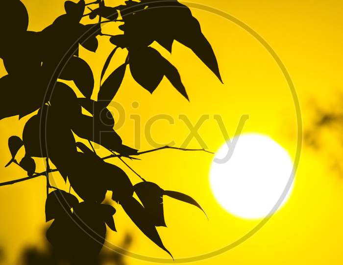 Sun and tree leaves in silhouette