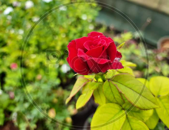 Read colour rose flower with the leaf