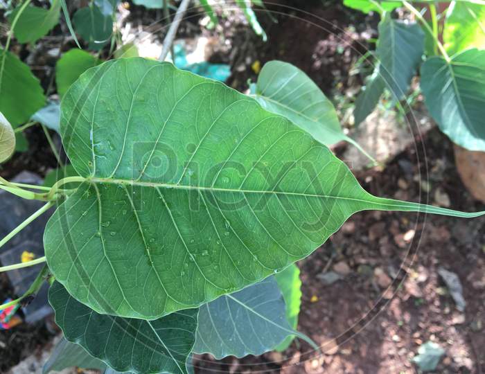 the beautiful pipal plants leaf