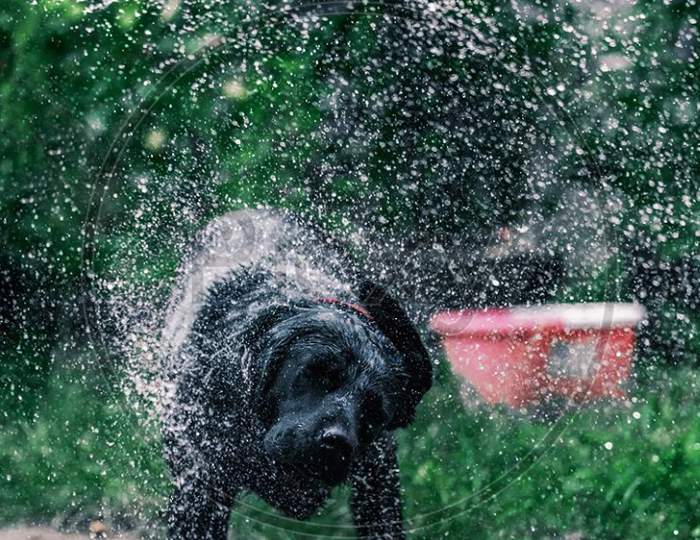 Dog After Having A Good Bath