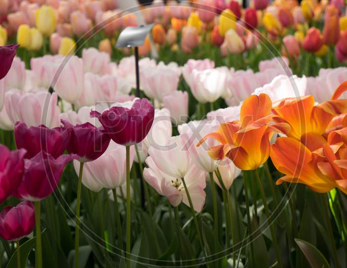 Bright Colored Tulip Flowers In A Garden In Lisse, Netherlands, Europe