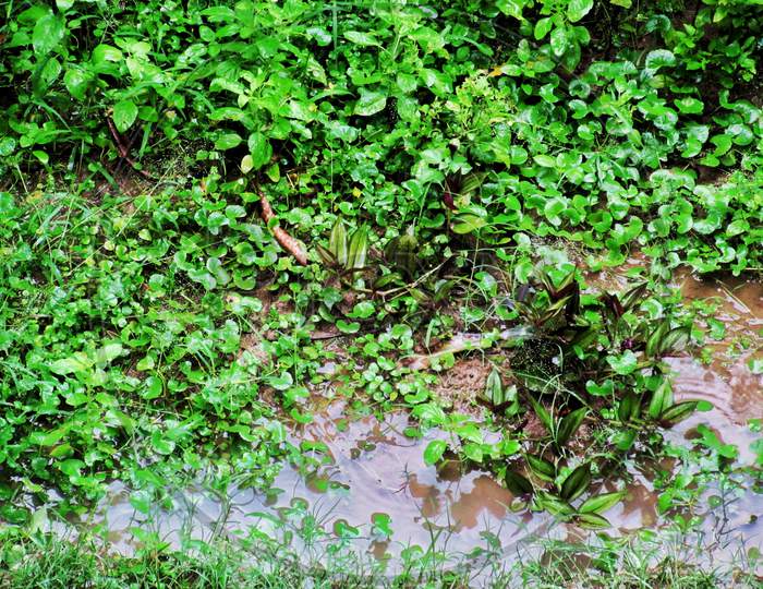 Rainwater in the garden , monsoon season