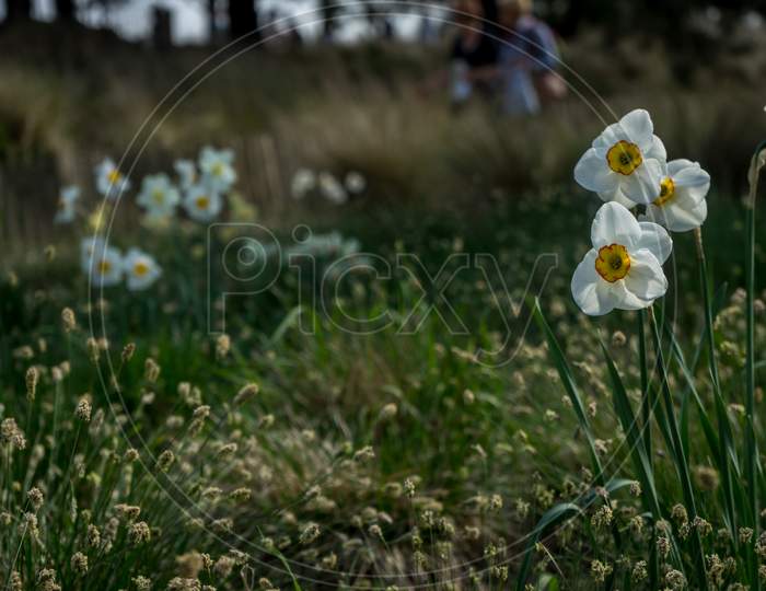 Netherlands,Lisse, White Daffodils
