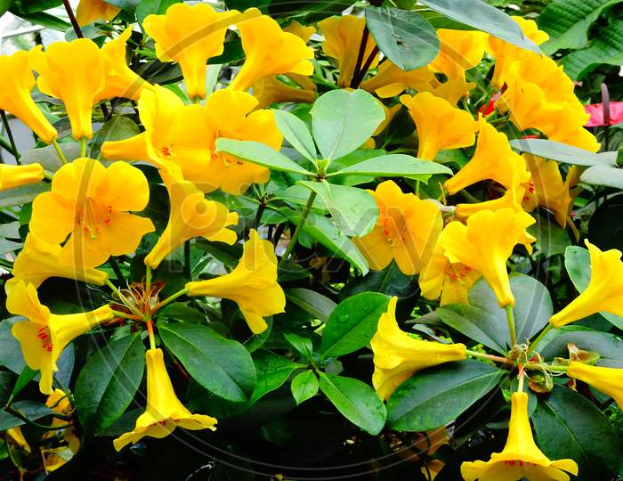 Beautiful yellow flowers resembling sun