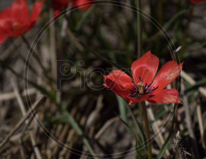 Netherlands,Lisse, A Red Flower On A Plant