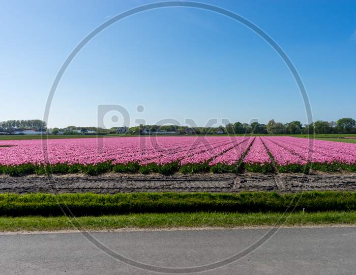 Netherlands,Lisse, A Field Of Grass