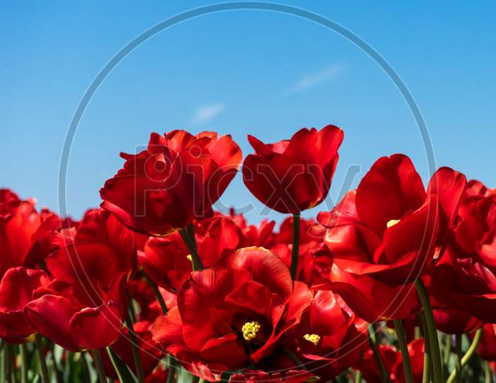Netherlands,Lisse, Red Tulip Against A Blue Sky