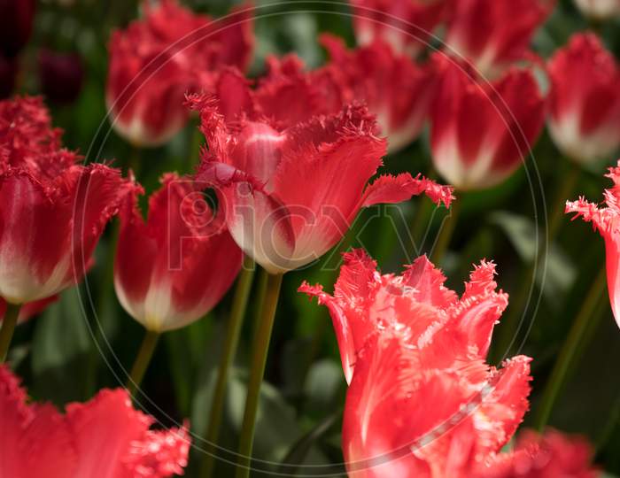 Red Color Tulip Flowers In A Garden In Lisse, Netherlands, Europe