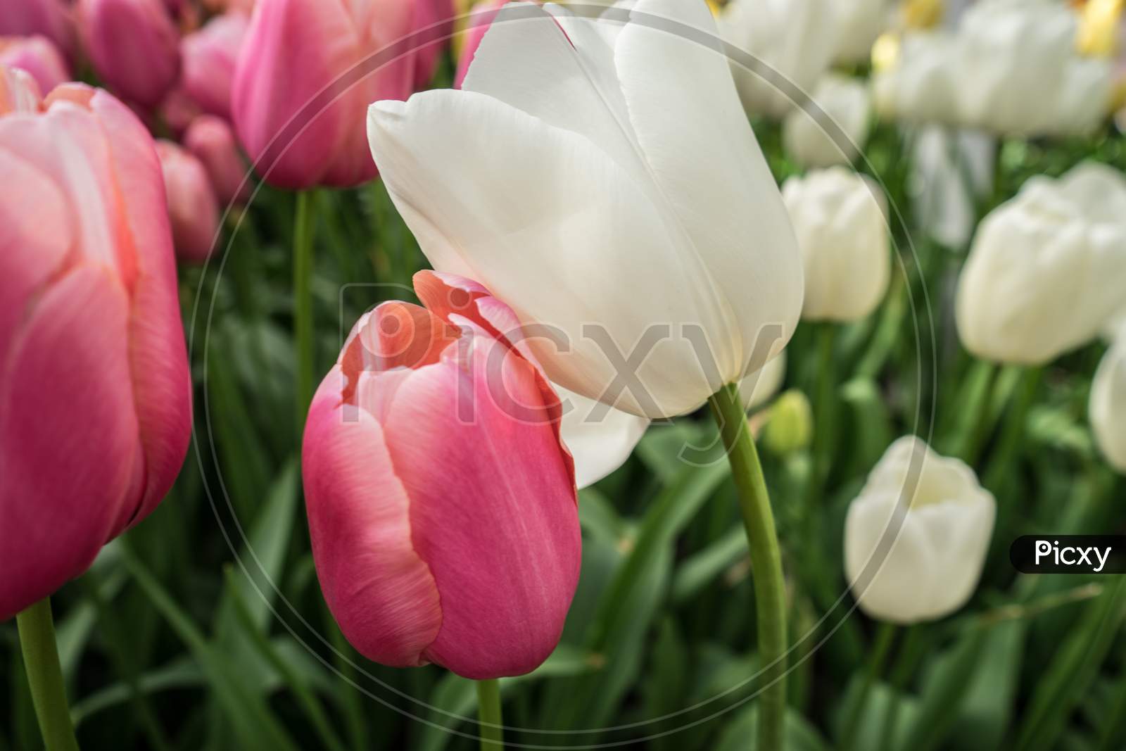 White And Pink Tulip Flowers In A Garden In Lisse, Netherlands, Europe