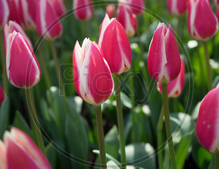Red And White Tulips In A Garden In Lisse, Netherlands, Europe
