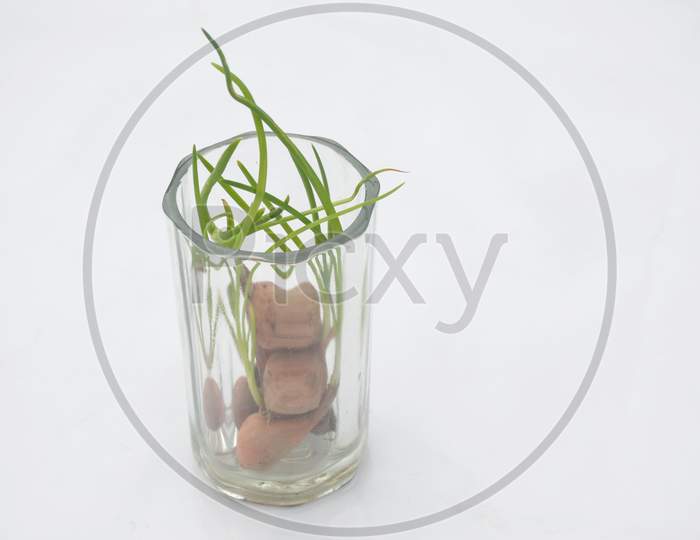 The Red Green Onion Soil Heap In The Glass Isolated On White Background.