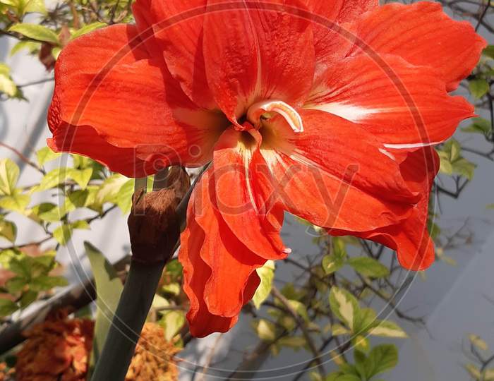 Red lily plant