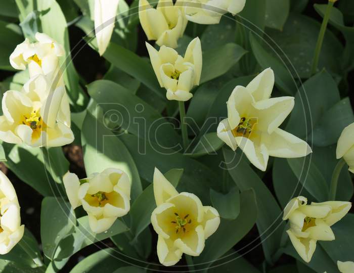 Cream Tulip Flowers In In Lisse, Keukenhoff,  Netherlands, Europe