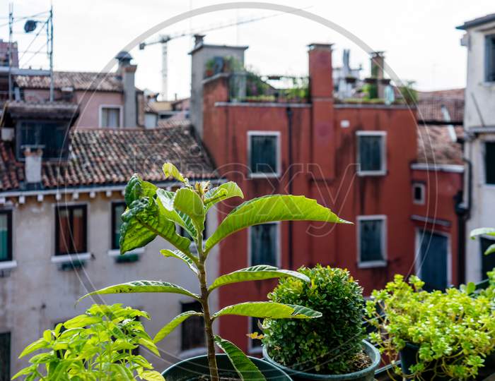 Italy, Venice, Plant In A Garden On Terrace