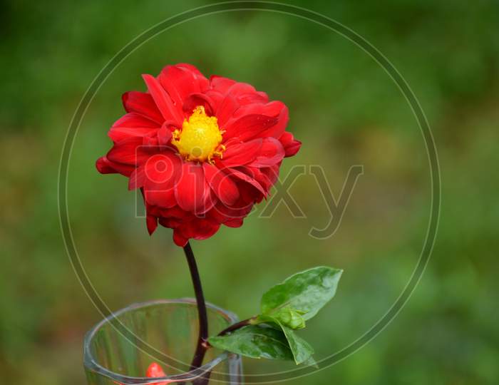 The Beautiful Red Dahlia Flower With Leaf In The Glass On The Green Background.
