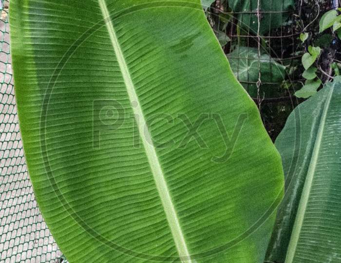 Banana leaf j