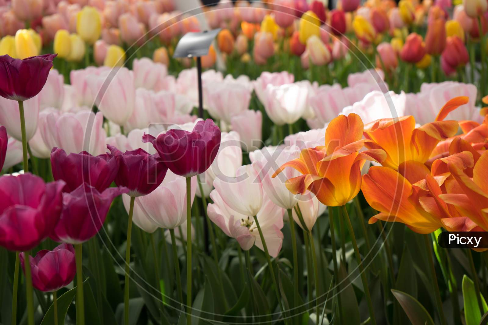 Bright Colored Tulip Flowers In A Garden In Lisse, Netherlands, Europe
