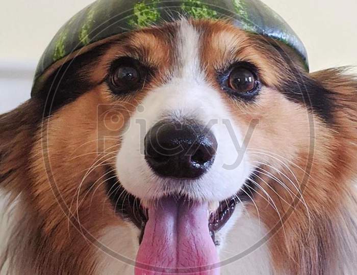 Dog wear Melon Hat