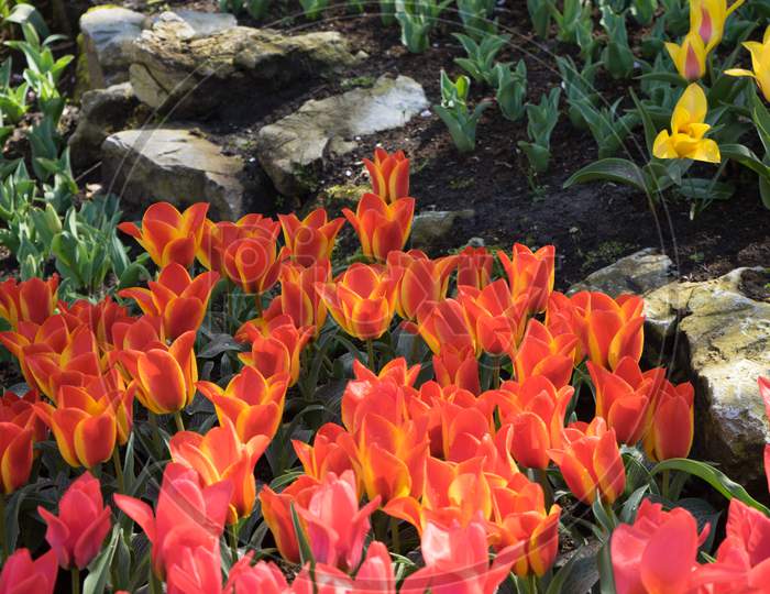 Red And Yellow Tulips In A Garden In Lisse, Netherlands, Europe