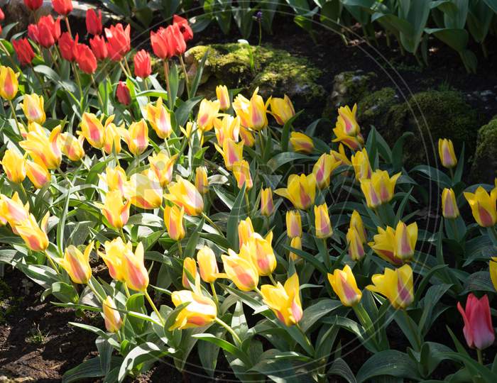 Yellow Tulips In A Garden In Lisse, Netherlands, Europe