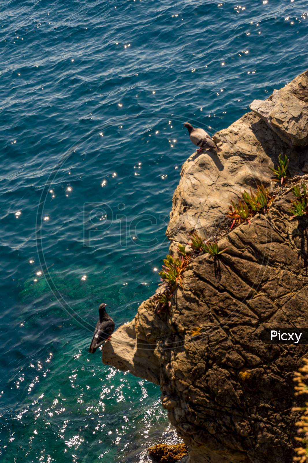 Italy, Cinque Terre, Manarola, A Pigeon On A Ledge