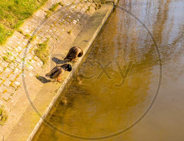 Belgium, Bruges,  Duck About To Jump Into A Canal