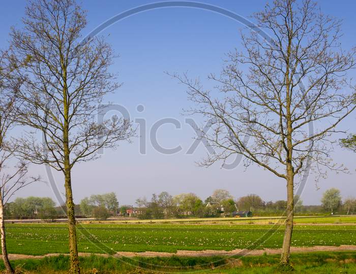 Netherlands,Lisse, A Tree In A Fenced In Field