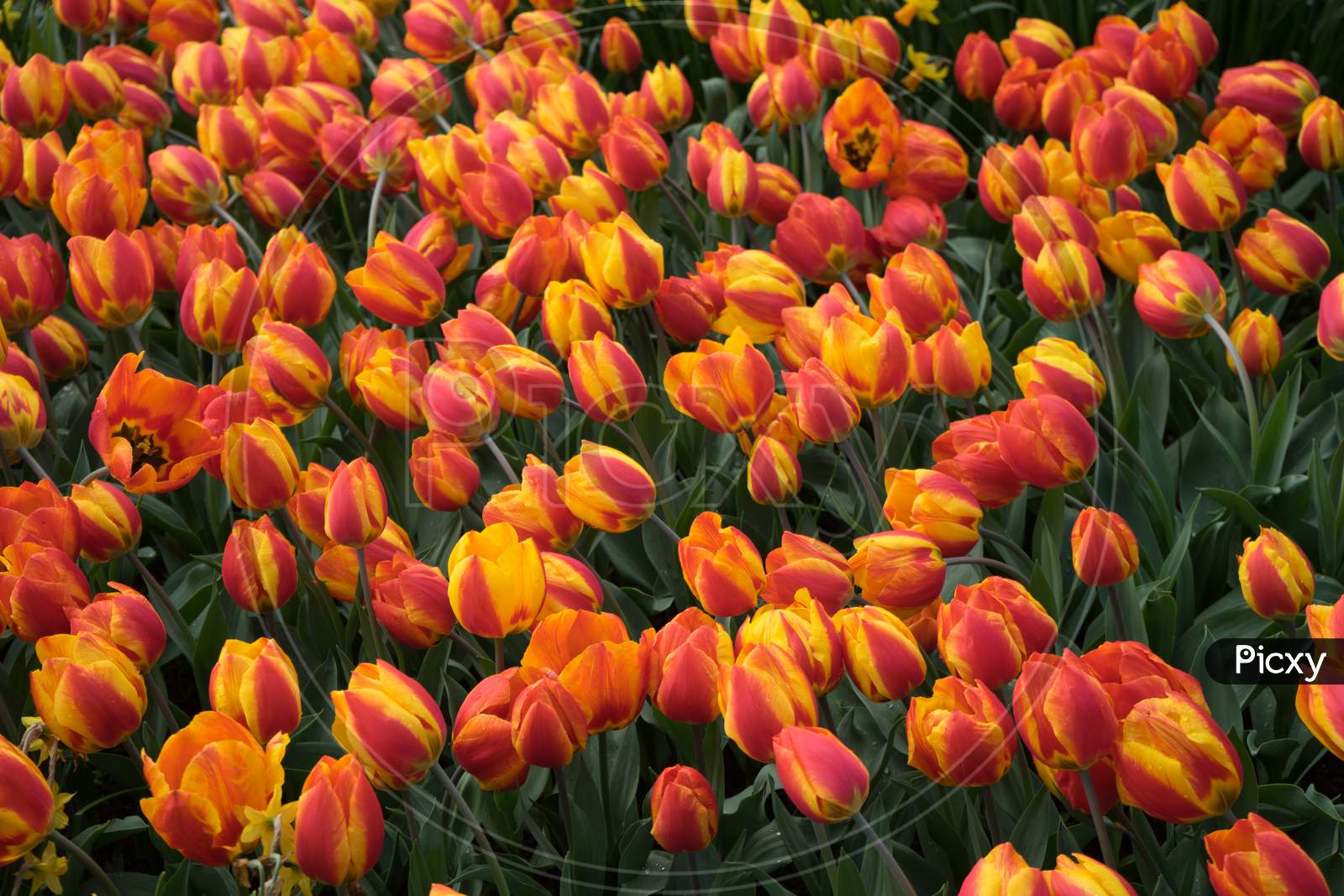 Fresh Bright Red Tulips With A Tinge Of Yellow  In Lisse, Keukenhoff,  Netherlands, Europe