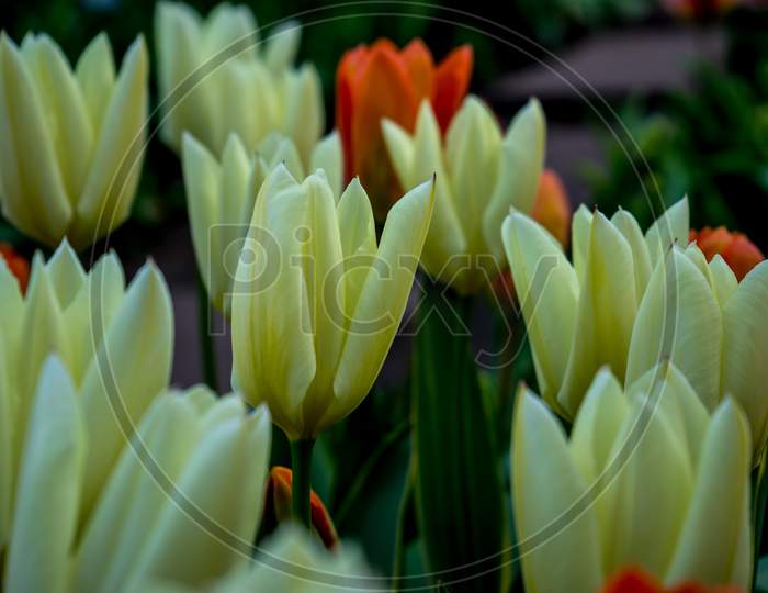 White Tulip Flower With A Blurred Background In Lisse, Netherlands, Europe