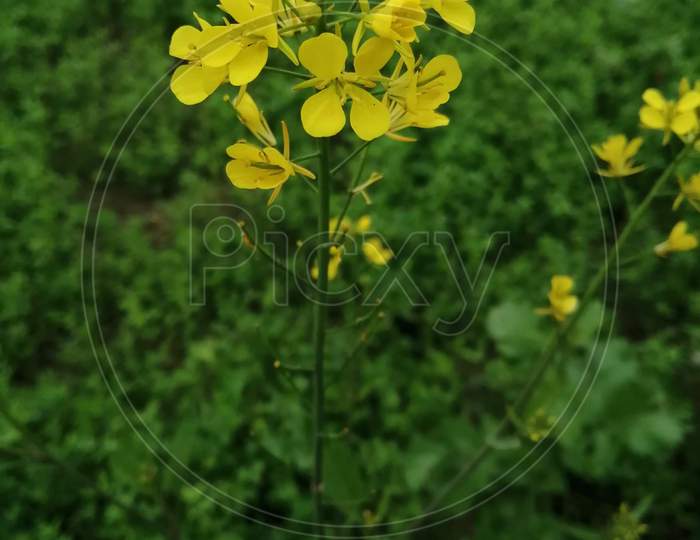 Mustard plant photo