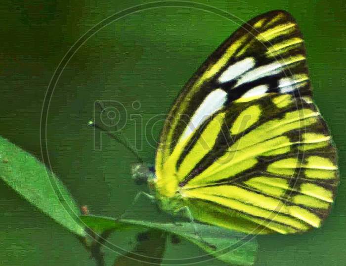 Lime Butterfly