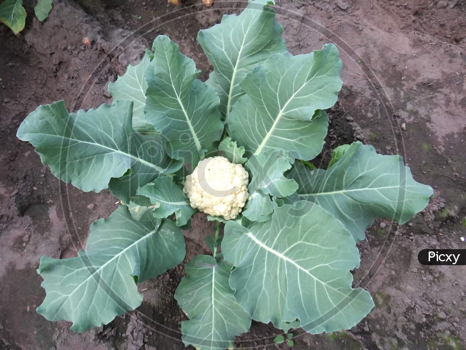 Fresh Cauliflower image