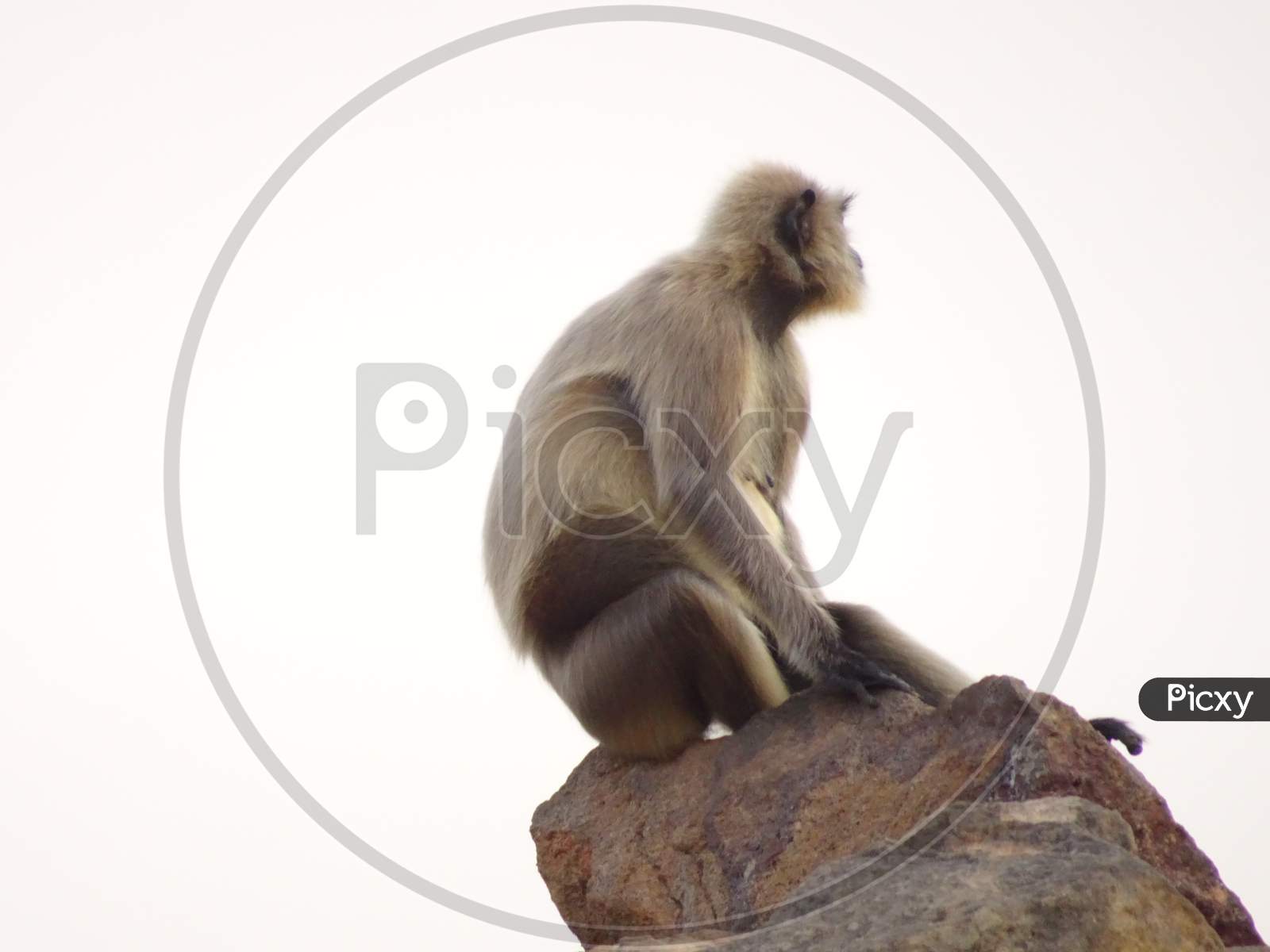 Monkey sitting at the cliff edge